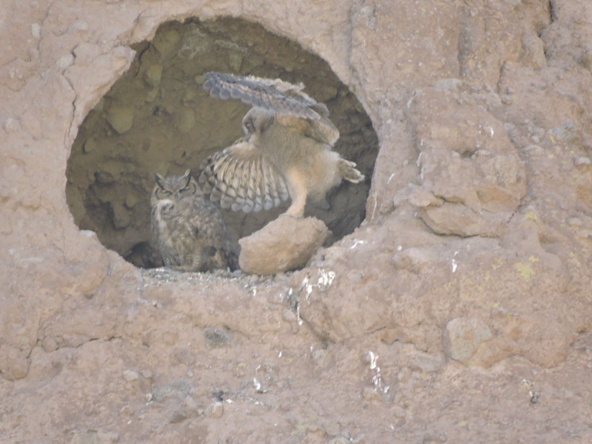 Lesser Horned Owl - ML644894954