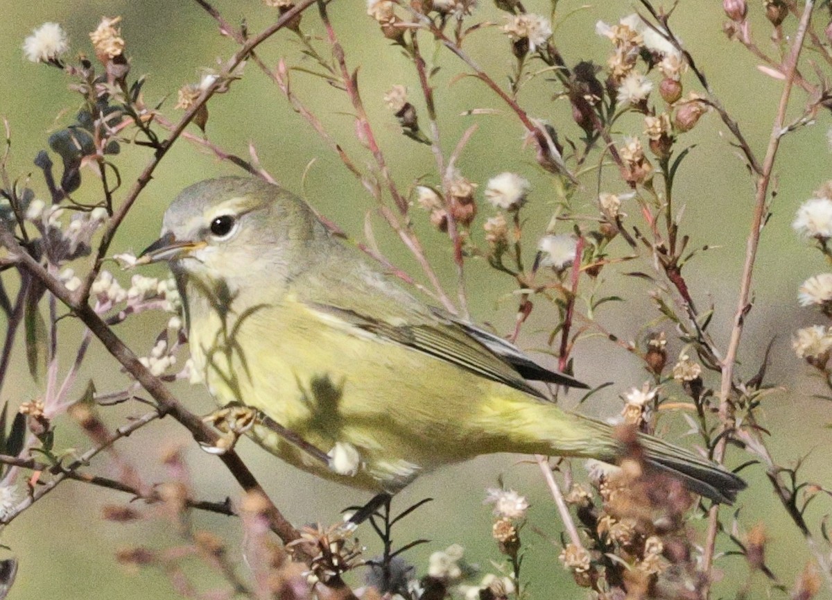 Orange-crowned Warbler - ML644894955