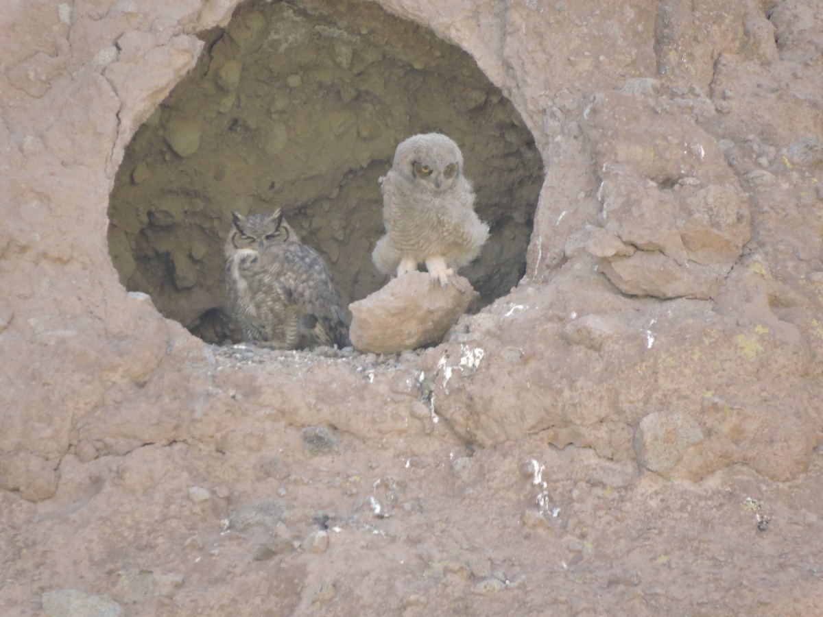 Lesser Horned Owl - ML644894957