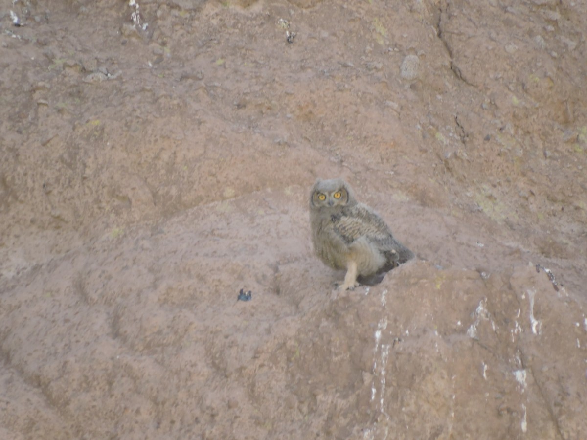 Lesser Horned Owl - ML644894958