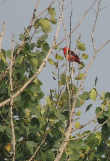 rødpiranga - ML644894959