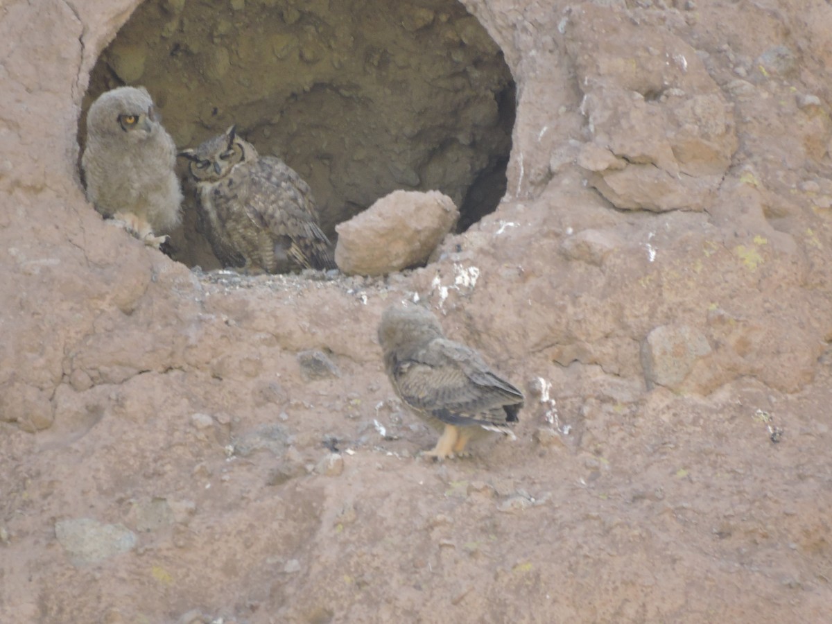 Lesser Horned Owl - ML644894964
