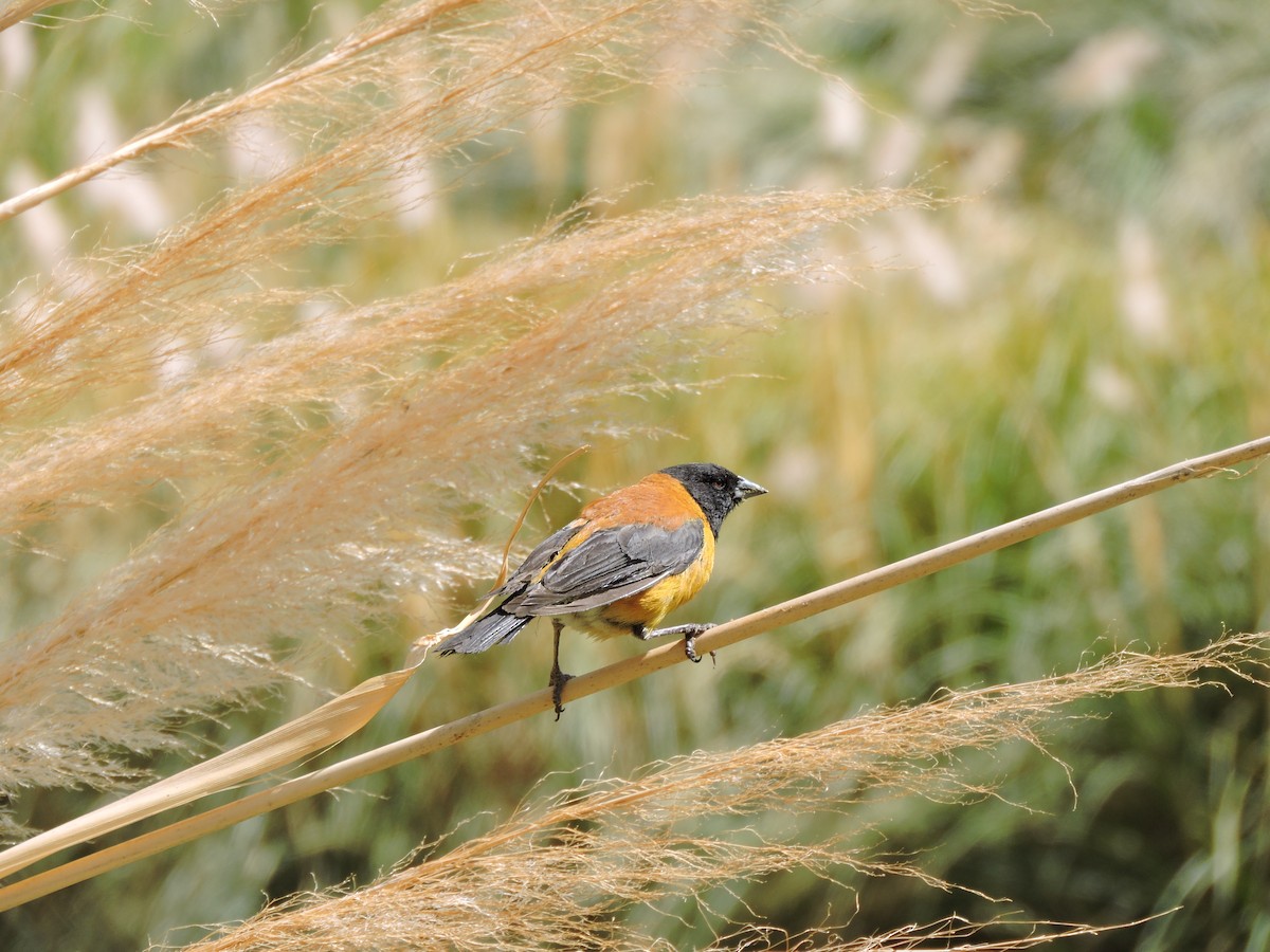 Black-hooded Sierra Finch - ML644894966