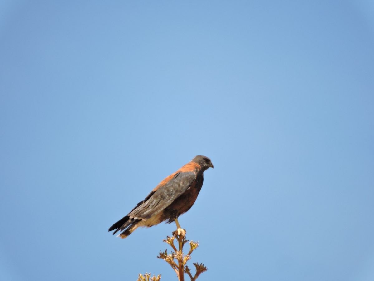 Variable Hawk - ML644894968