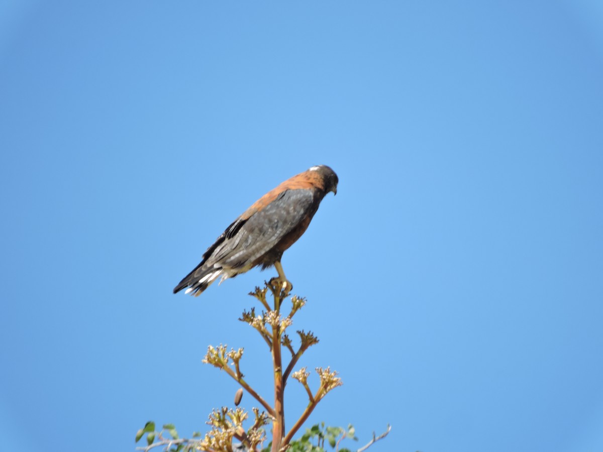 Variable Hawk - ML644894972