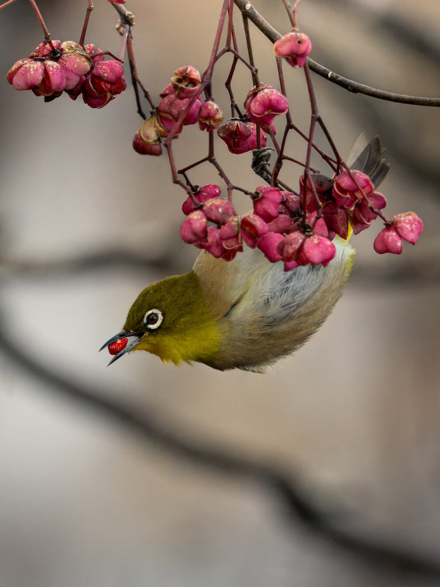 Окулярник японський - ML644894979