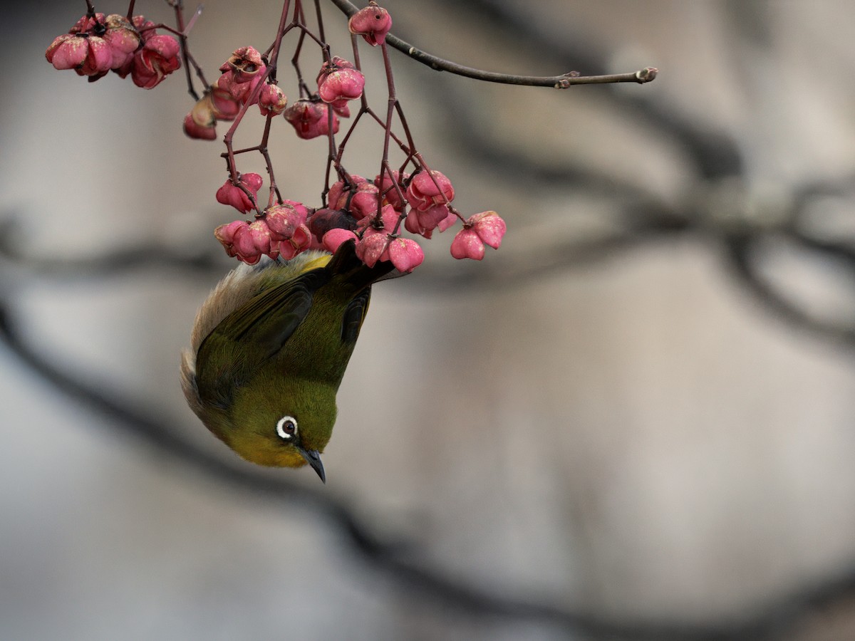 Окулярник японський - ML644894982