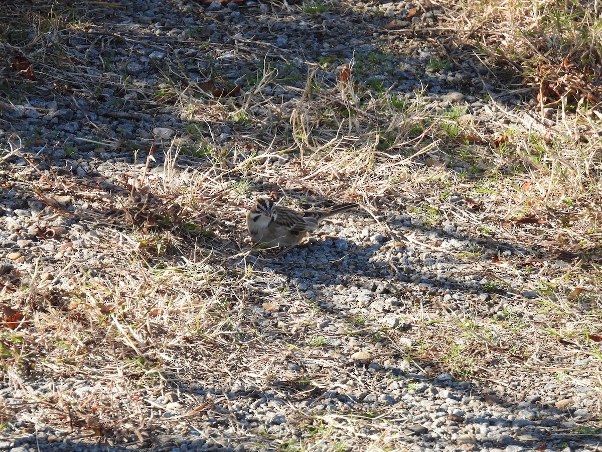 Lark Sparrow - ML644894987