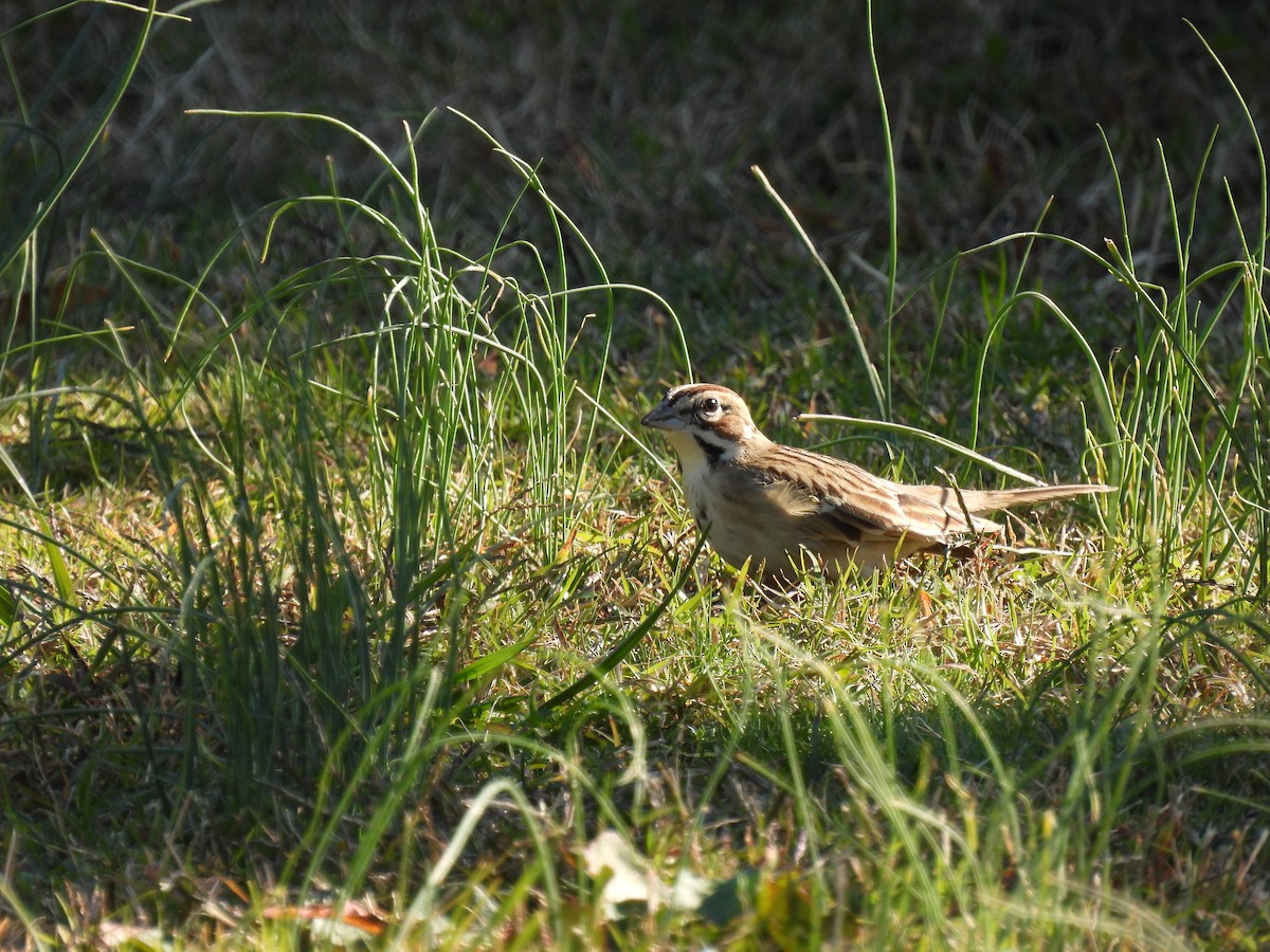 Lark Sparrow - ML644894989
