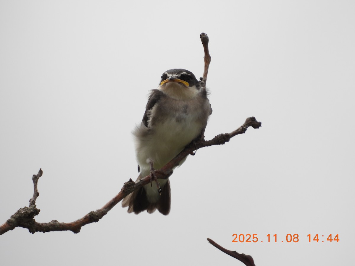 Hirondelle à diadème - ML644894997