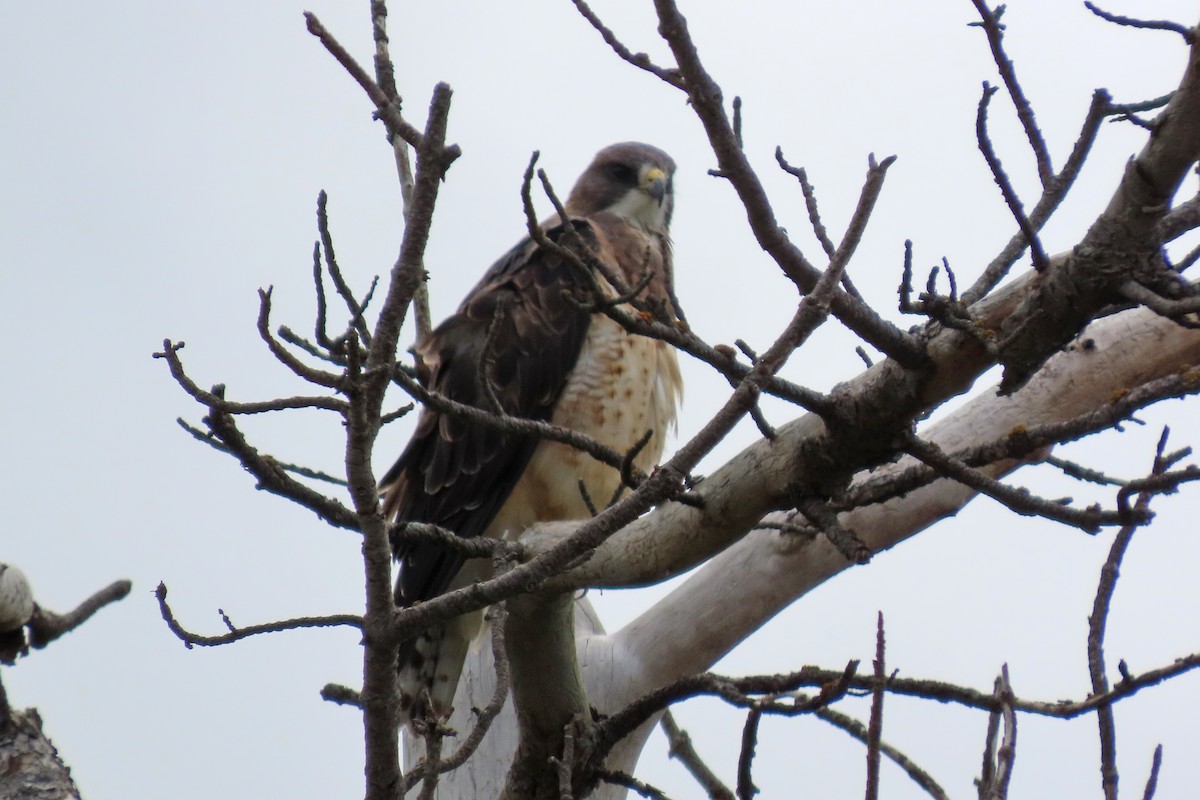 Swainson's Hawk - ML644895001