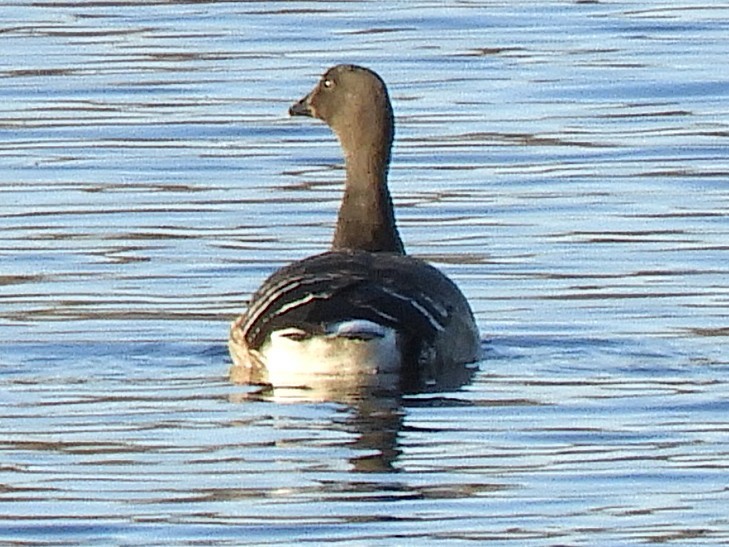 Brant - ML644895018