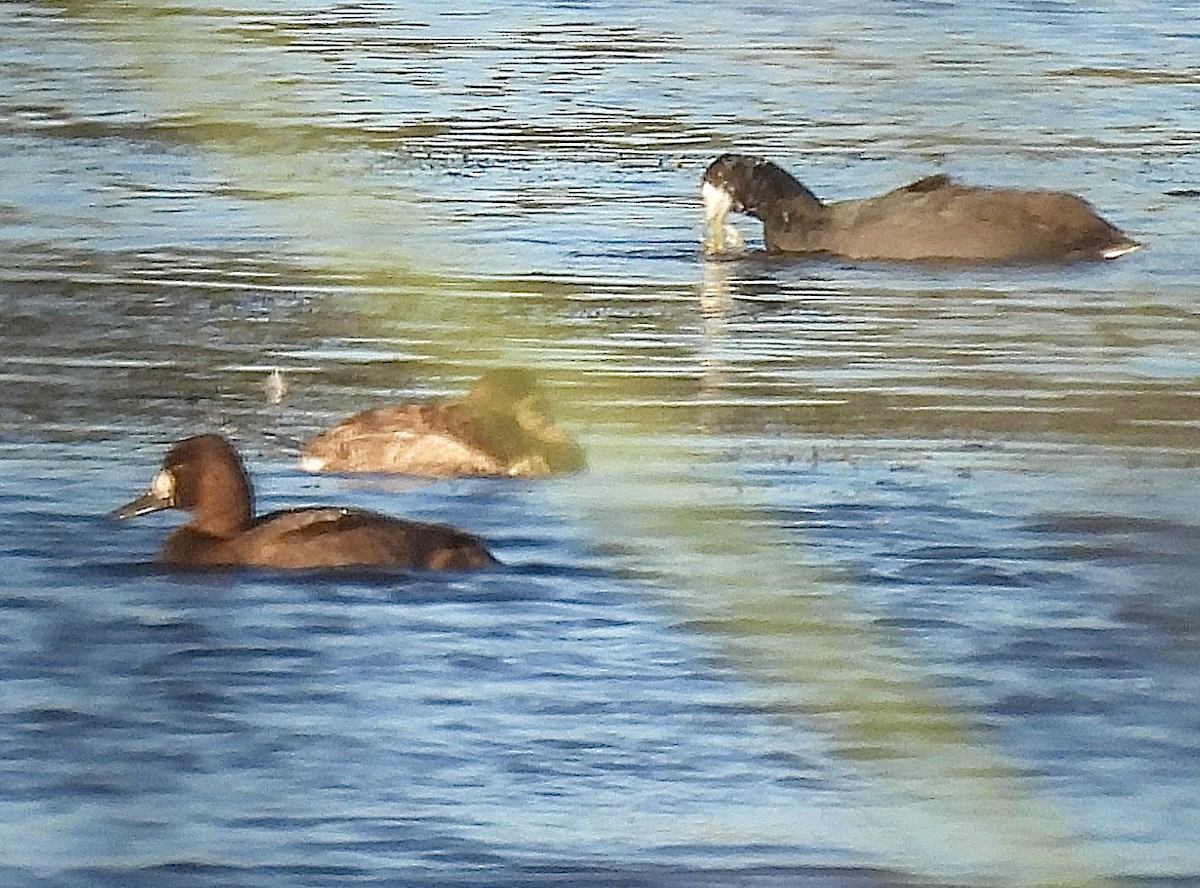 小斑背潛鴨 - ML644895022