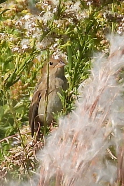 Индиговый колорин - ML644895025