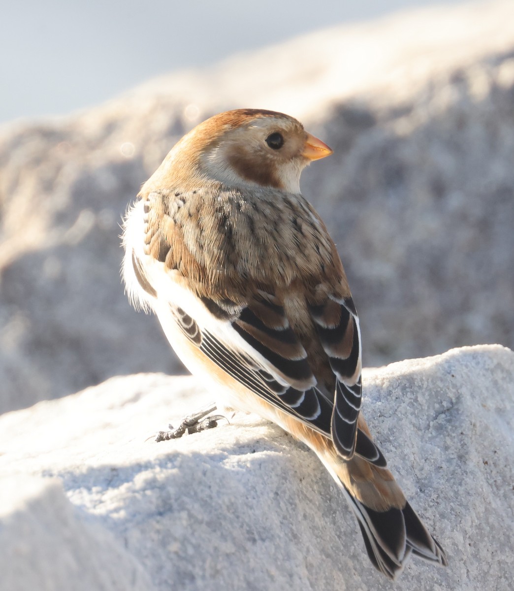 Snow Bunting - ML644895030