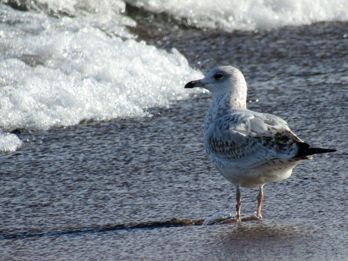 Ring-billed Gull - ML644895035