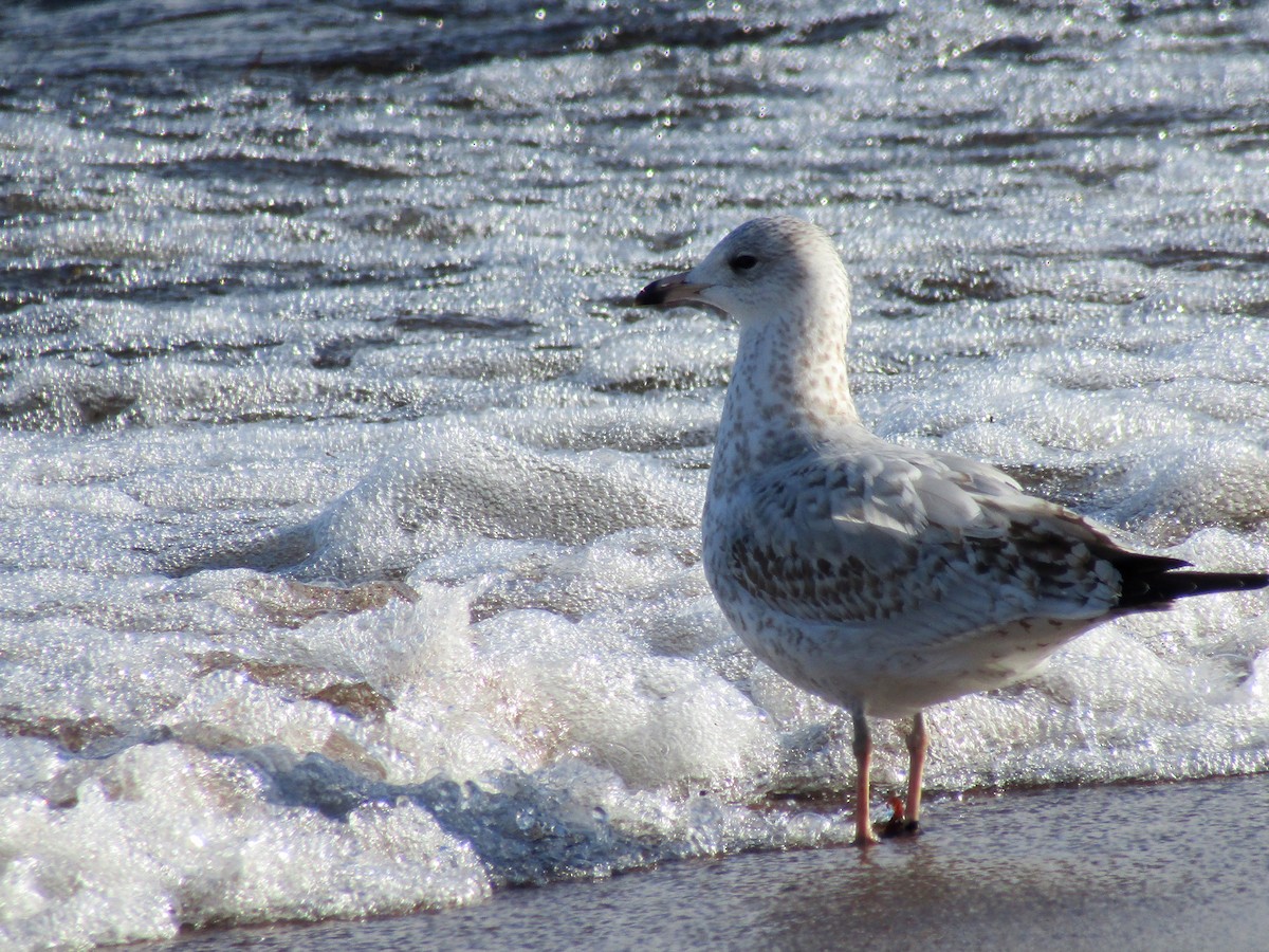 Ring-billed Gull - ML644895037