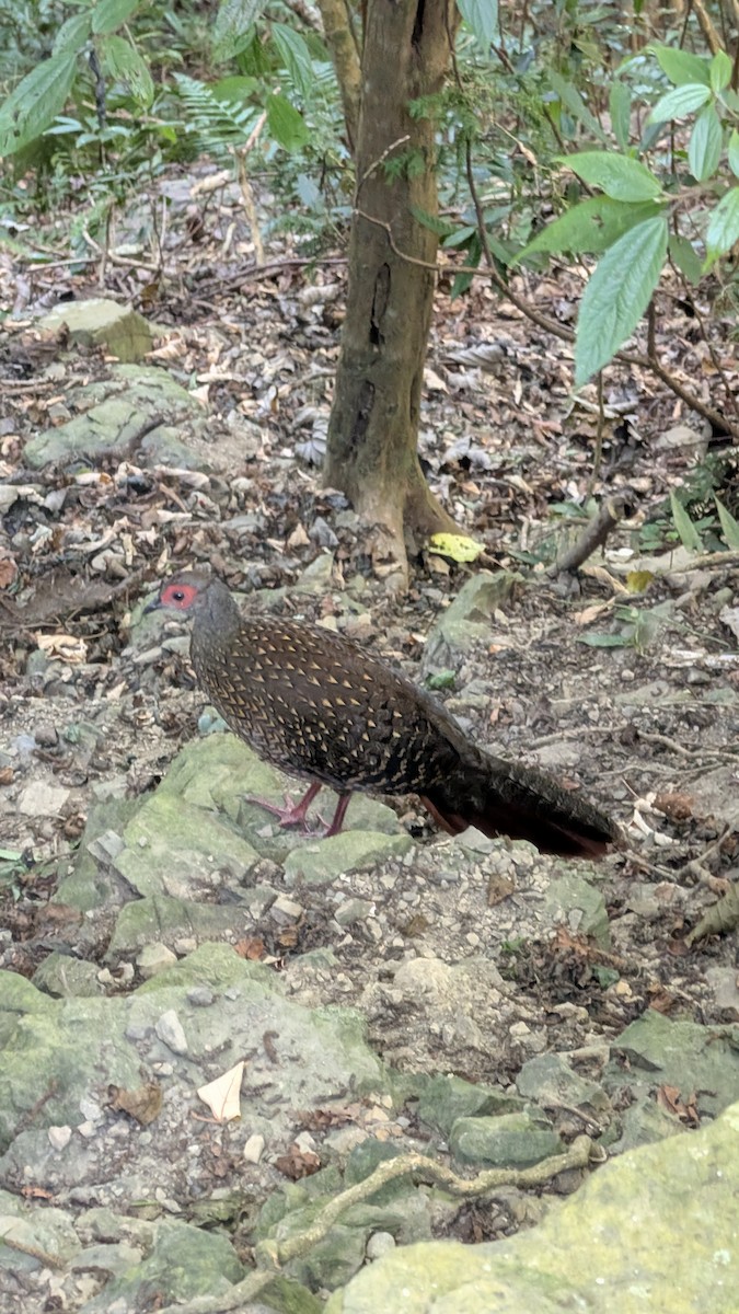 Swinhoe's Pheasant - ML644895039
