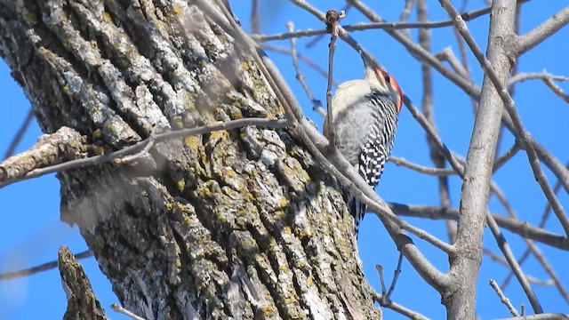 Carpintero de Carolina - ML644895040