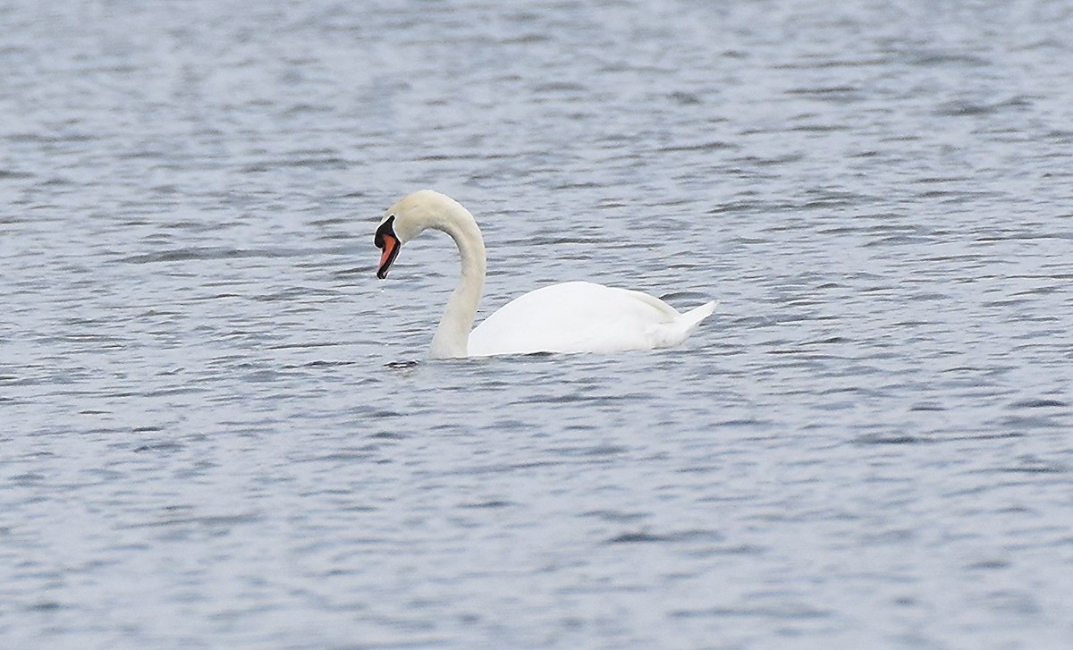 Mute Swan - ML644895041