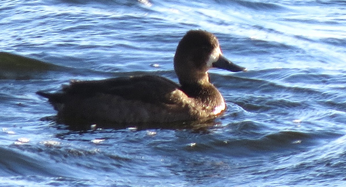 Bergente - ML644895048