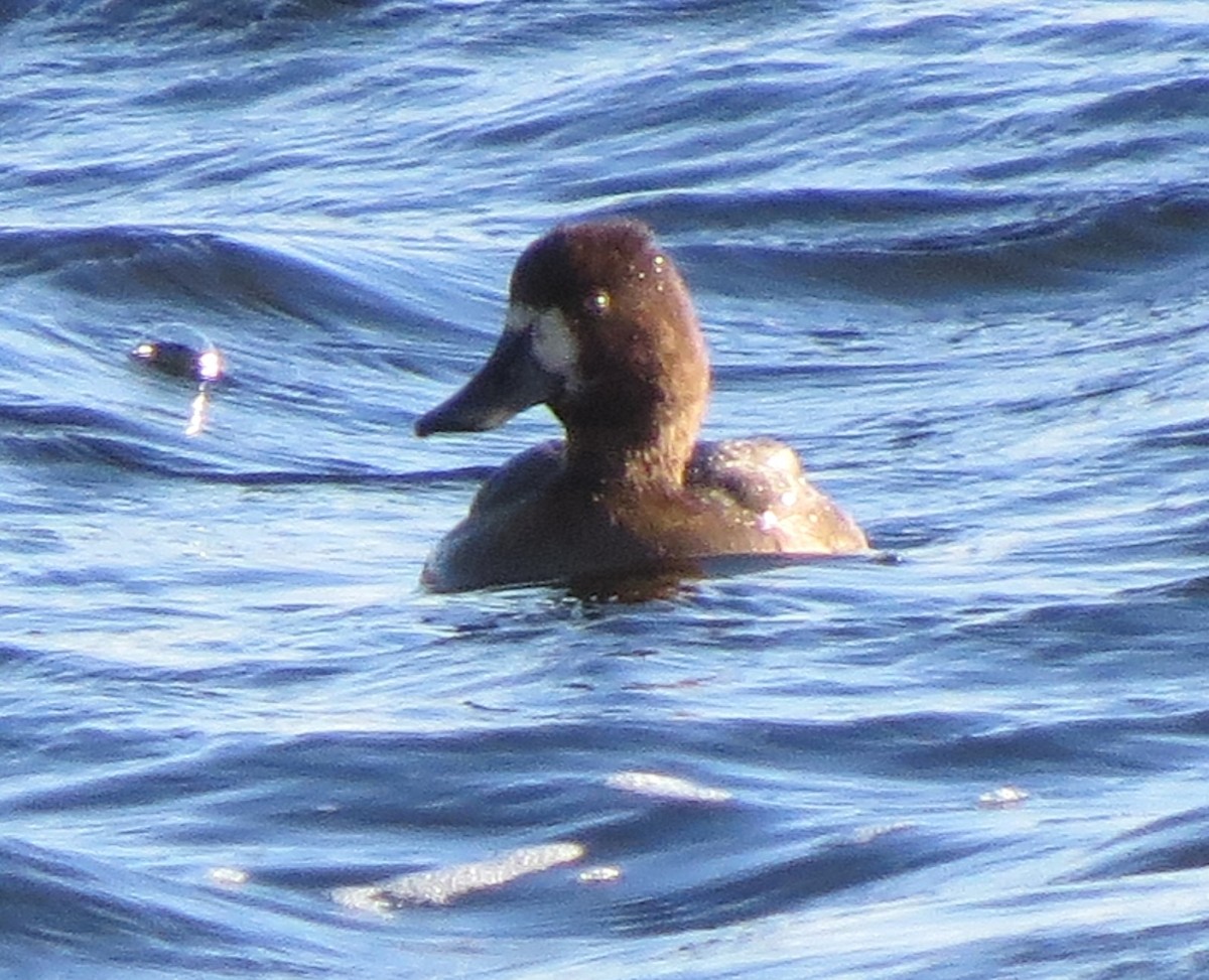 Bergente - ML644895050