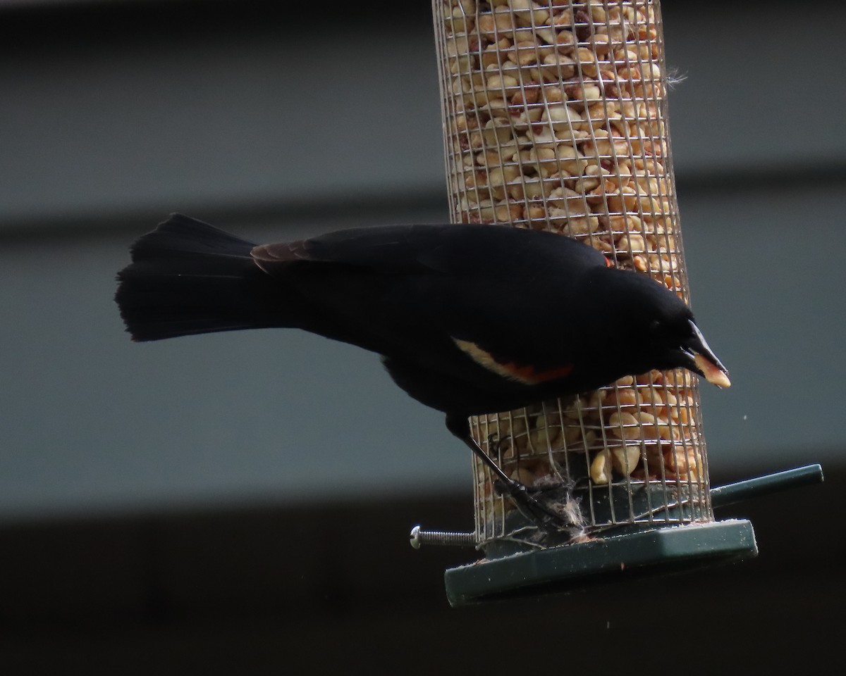 Красноплечий трупиал - ML644895052