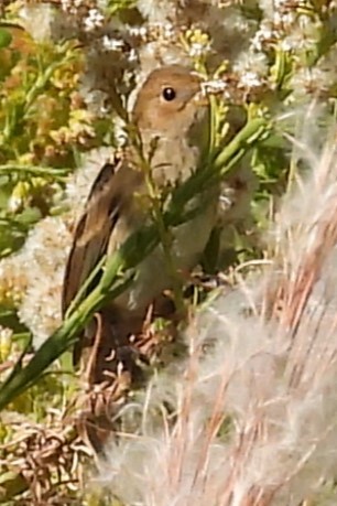 Индиговый колорин - ML644895060