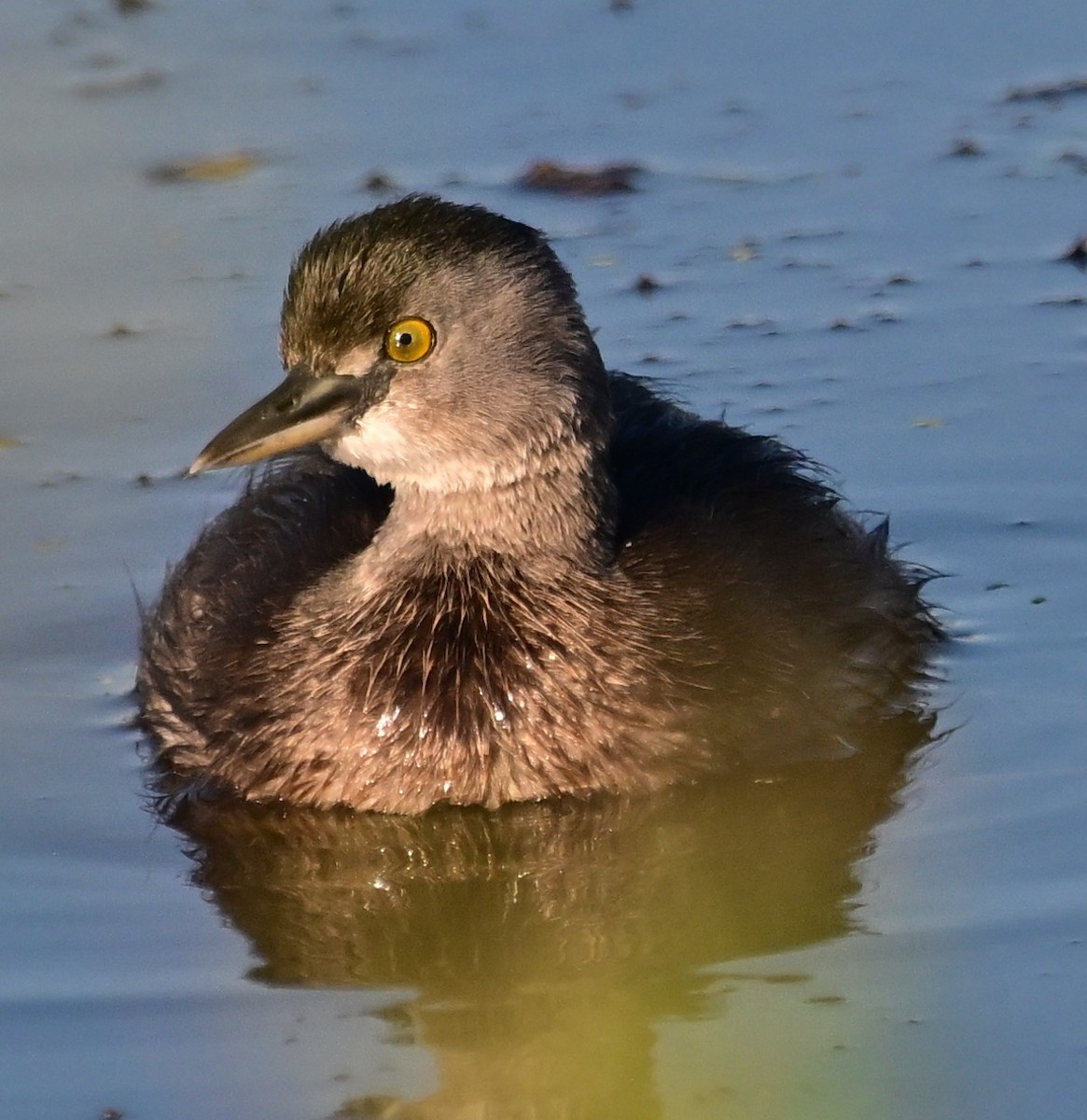 Least Grebe - ML644895063