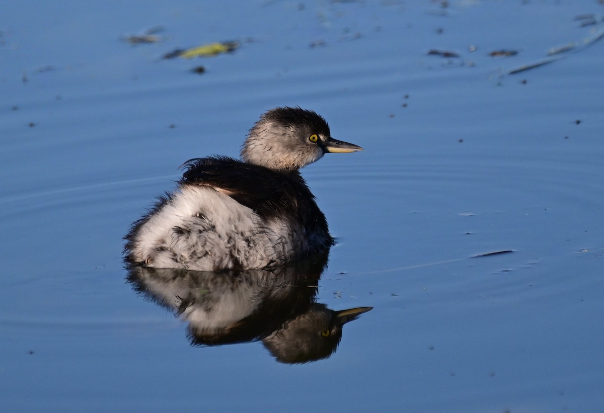 Least Grebe - ML644895067