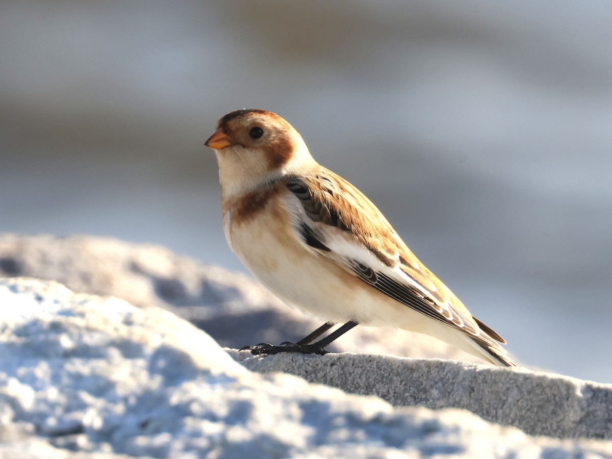Snow Bunting - ML644895068