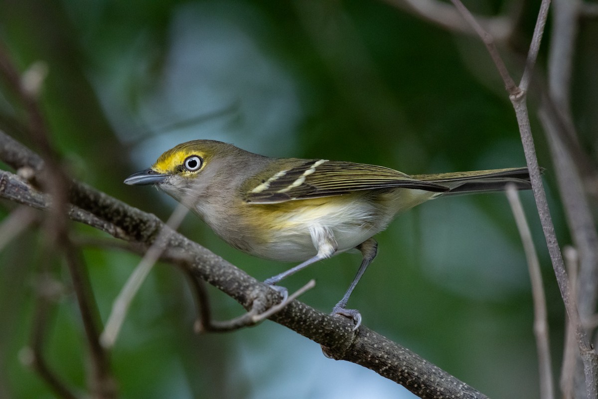 White-eyed Vireo - ML644895069