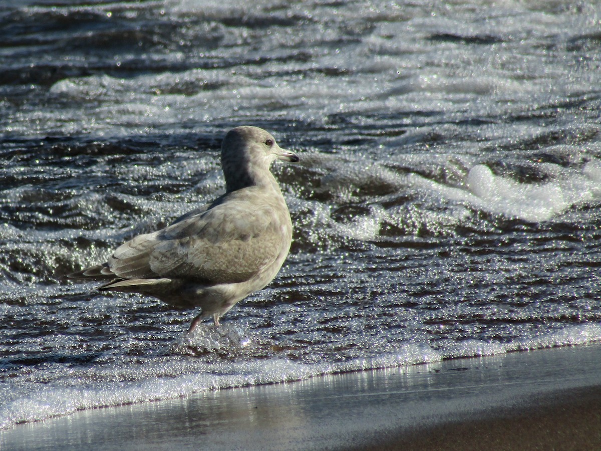 Iceland Gull - ML644895071
