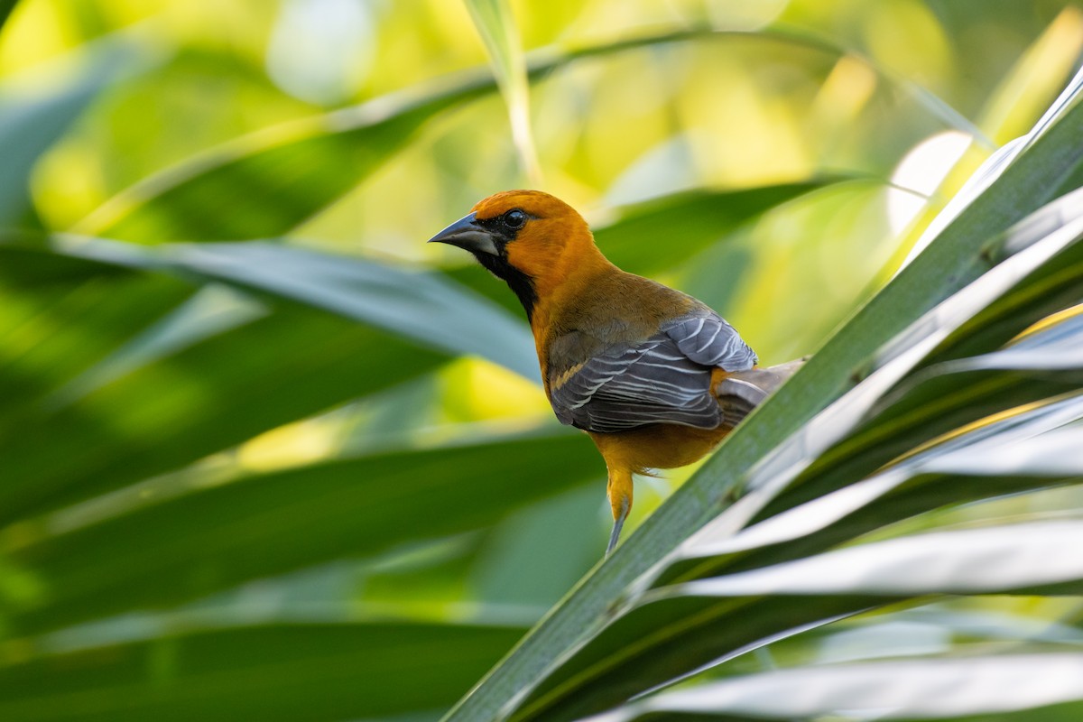 Altamira Oriole - ML644895076