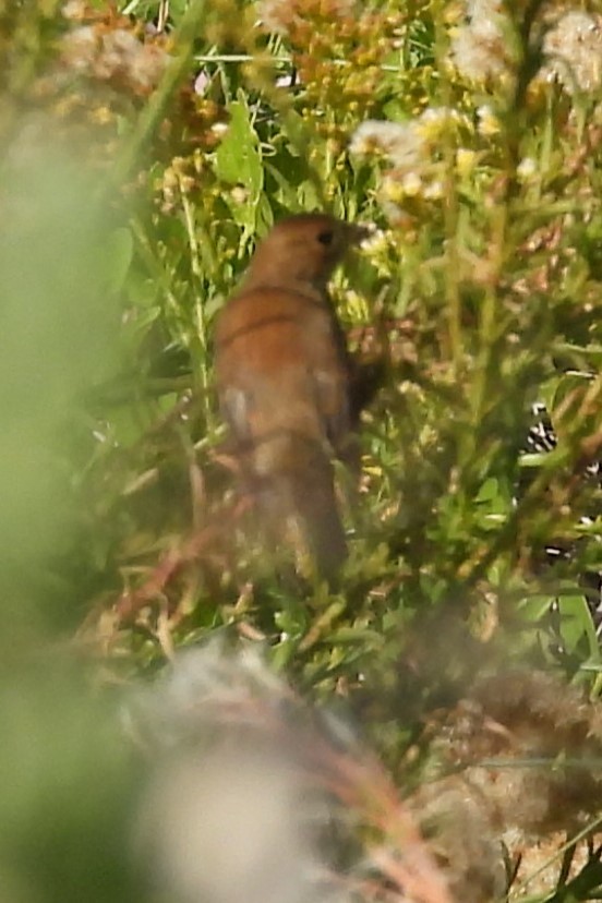 Индиговый колорин - ML644895078