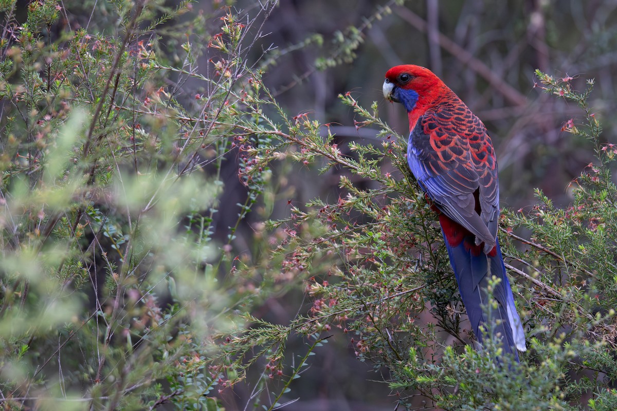 Kırmızı Rozella - ML644895102