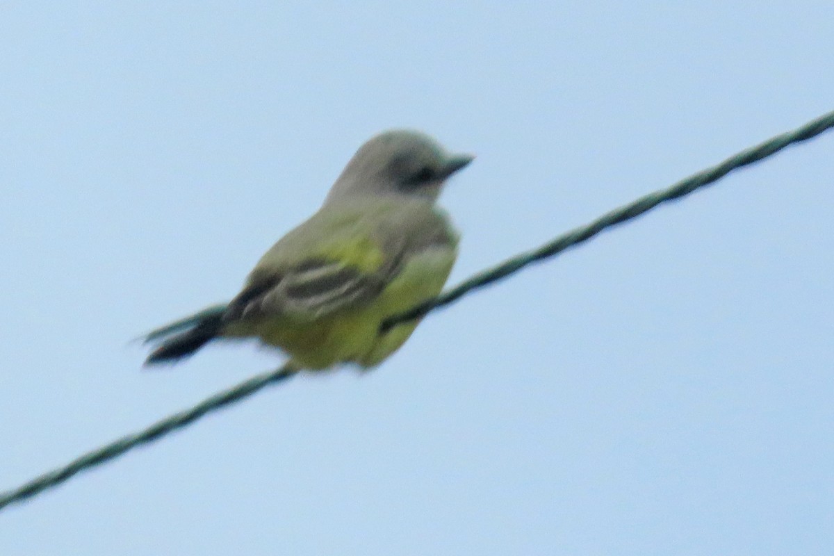 Western Kingbird - ML644895106