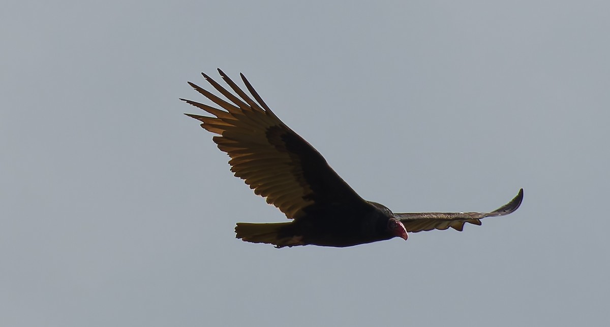Turkey Vulture - ML644895108