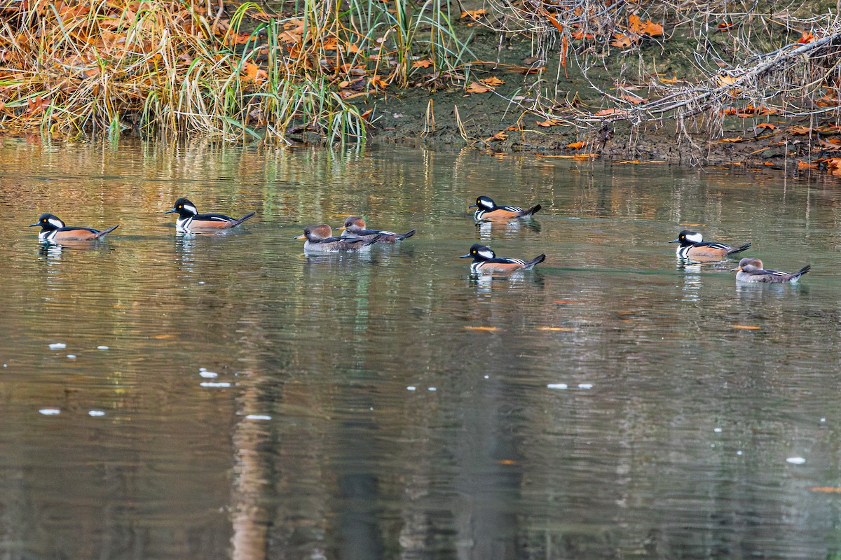 Hooded Merganser - ML644895124