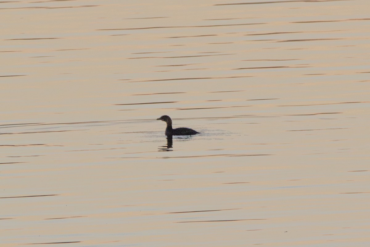 オビハシカイツブリ - ML644895125