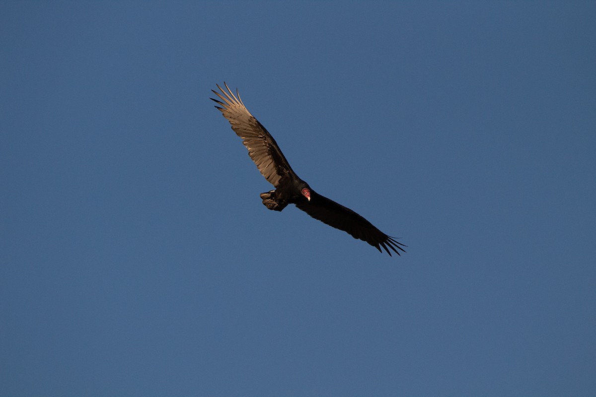 ヒメコンドル - ML644895132