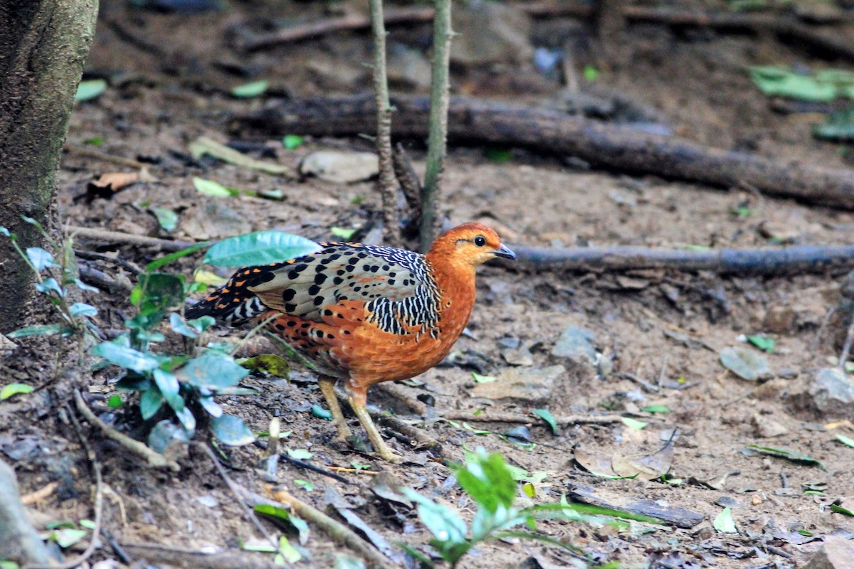 Kırmızı Başlı Kara Keklik - ML644895141