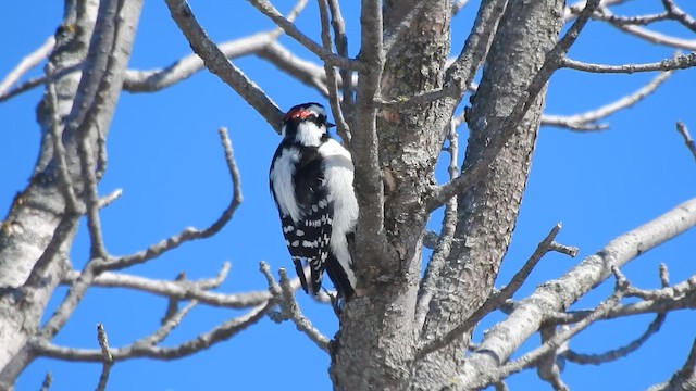Yumuşak Tüylü Ağaçkakan - ML644895148