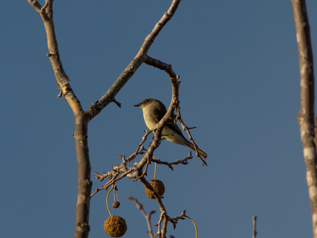 ツキヒメハエトリ - ML644895155