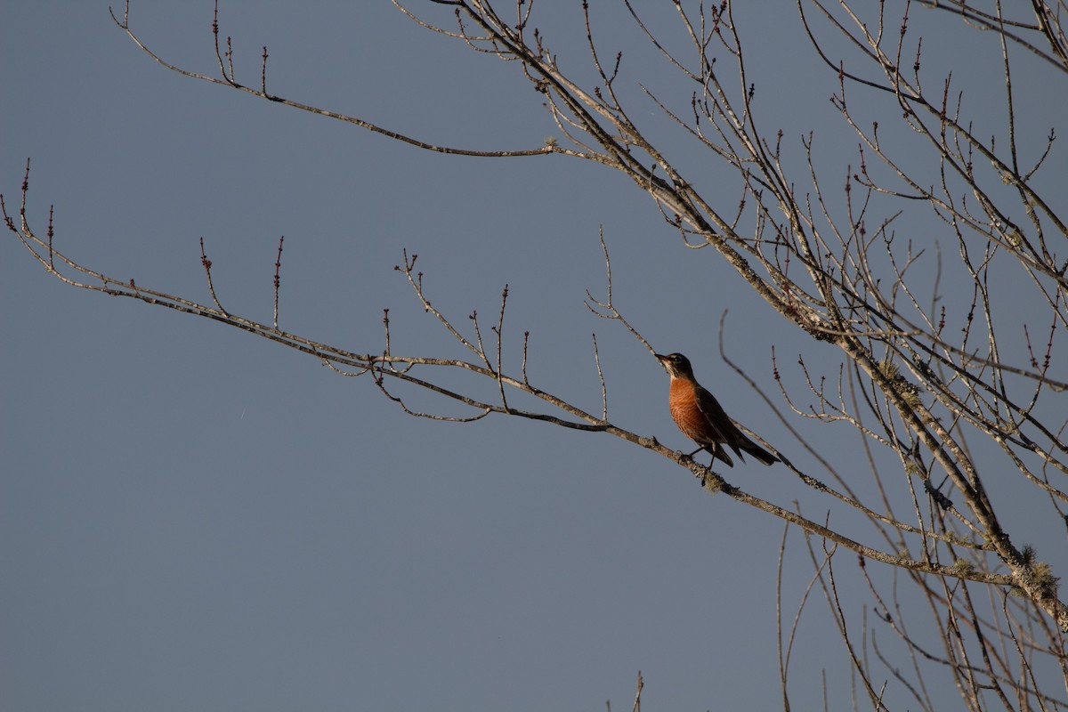 コマツグミ - ML644895158