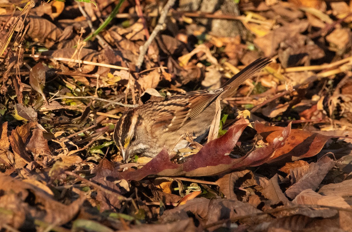 ノドジロシトド - ML644895160