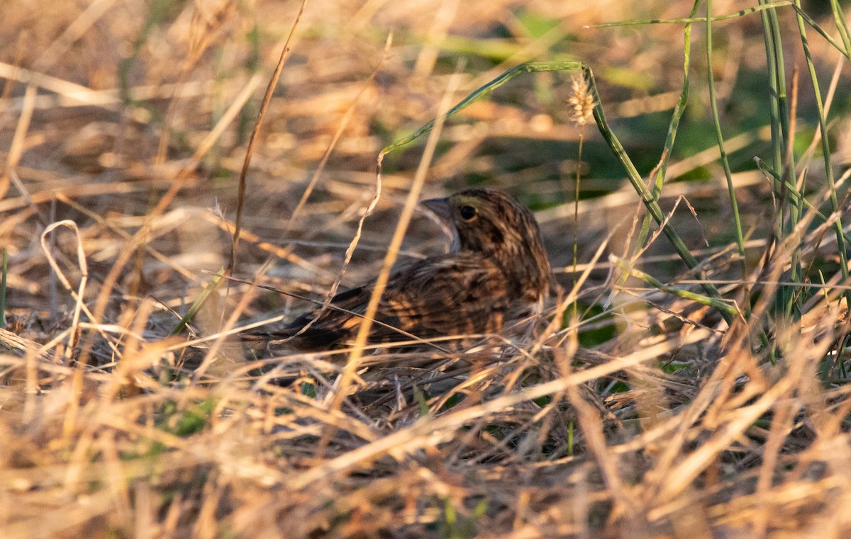 サバンナシトド - ML644895164