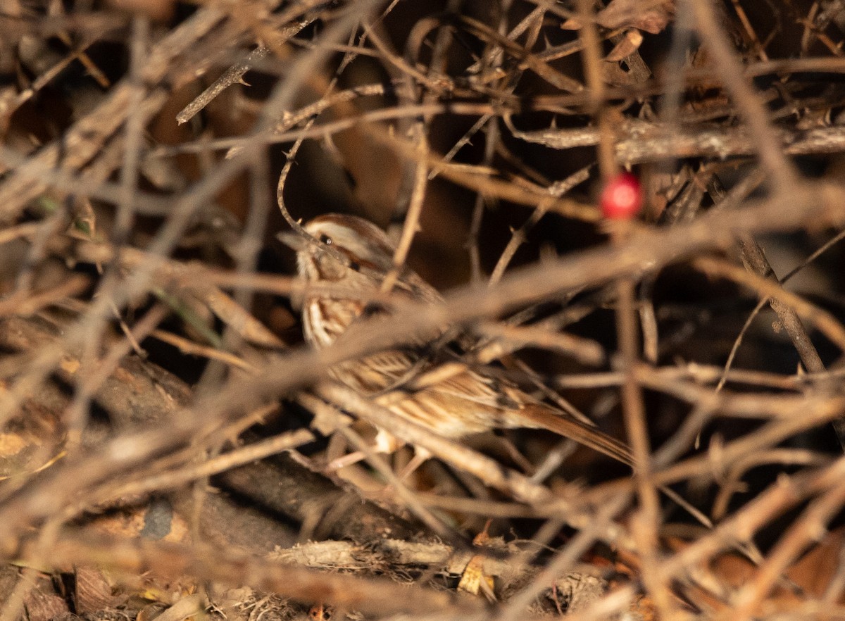 ウタスズメ - ML644895165