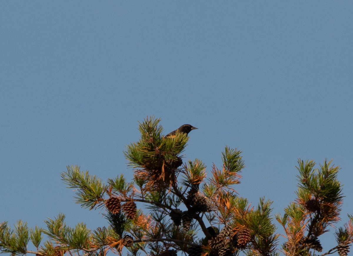 ハゴロモガラス - ML644895172