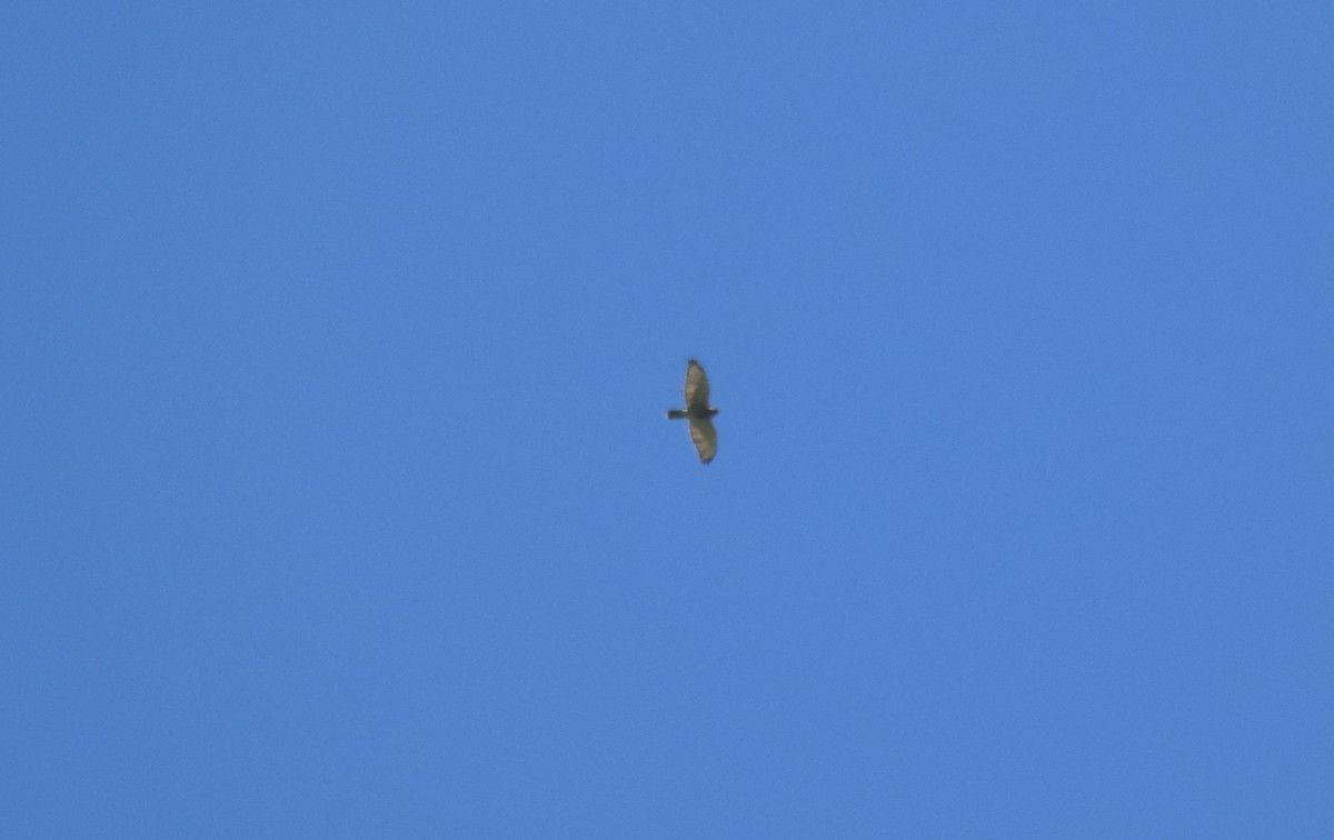 Broad-winged Hawk - ML644895173